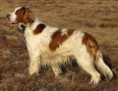 SETTER IRLANDÊS VERMELHO E BRANCO